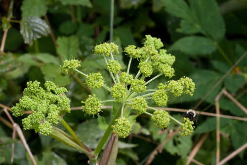 Angelica triquinata #1